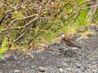 Odinshühnchen mit Küken am Wegrand